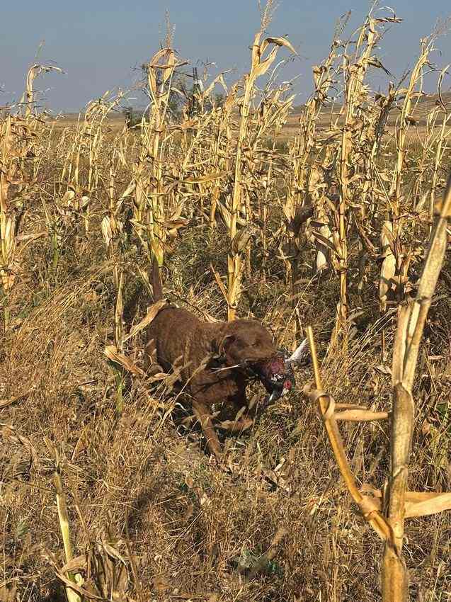 Bird dog retrieving a rooster pheasant through standing corn at Rapid Rooster