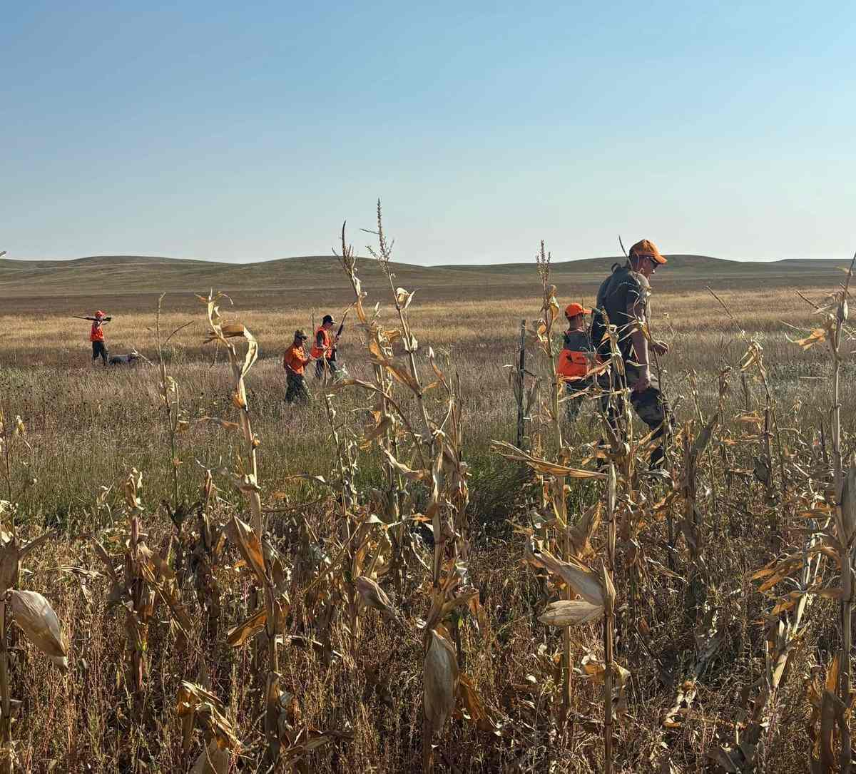 Line of hunters working a South Dakota field with the Black Hills on the horizon