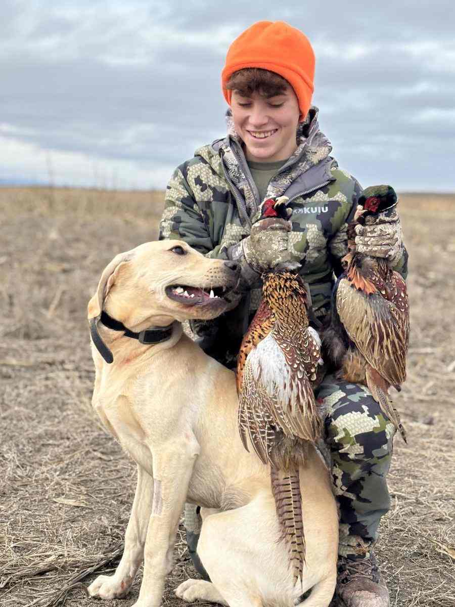 Young hunter kneeling with a yellow Labrador and two rooster pheasants